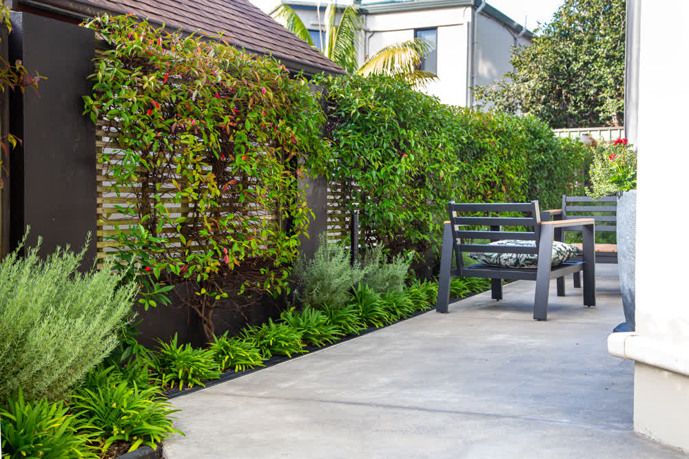 Vertical Star Jasmine planting beside paved seating area